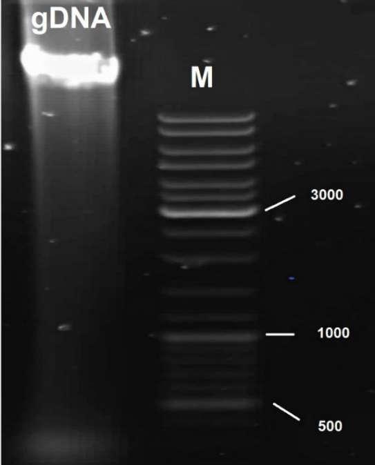 Slika 12 Slika agaroznog gela nakon elektroforeze genomske DNA E. subterraneus i DNA biljeg GeneRuler (Fermentas), veličine označenih fragmenata izražene su u (nt) 4.2.2 Genetička karakterizacija Umnažanje fragmenta jezgrinog ITS2 lančanom reakcijom polimerazom bilo je uspješno.