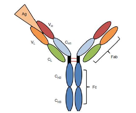 Slika 4. Shematski prikaz molekule Ig prema (77).