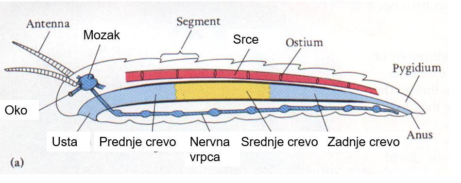 Ovakva segmentacija tela naziva se heteronomno metamerna segmentacija. Kod nekih vrsta glaveni i grudni region spojeni su u cefalotoraks.