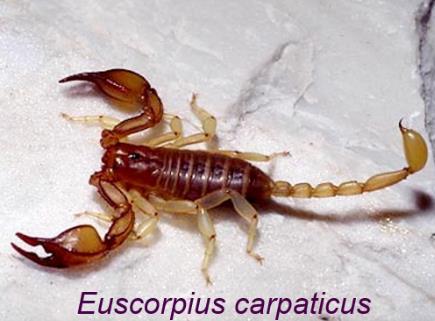 Obično su odvojenih polova. Polne žlezde su smeštene u trbušnom regionu. 2a Škorpije Škorpije su najstariji suvozemni zglavkari. Segmentacija je jasano izražena.