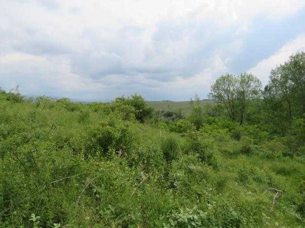 Ispitivano stanište je prvenstveno bilo tipično segetalno. Činile su ga plantaže vinove loze (Vitis sp.), i manji voćnjaci trešnje (Prunus avium) i višnje (Prunus cerasus).