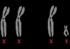 Kako se nasleđuje pol sisara? Mužjaci i ženke sisara poseduju X i Y polne hromozome koji se razlikuju po građi, obliku i veličini.