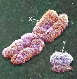 Sperma sadrži spermatozoide sa oko 50% X i 50% Y hromozoma, samim tim očekuje se