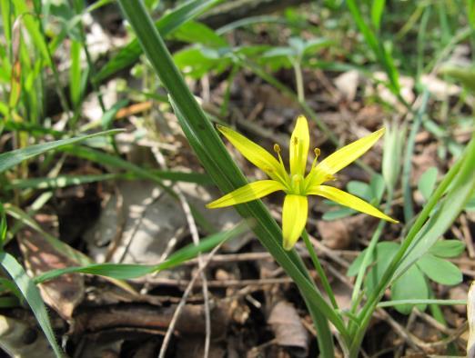 1.2. Biološke karakteristike i specifičnosti vrsta Gagea pratensis (Pers.) Dumort Gagea pratensis je višegodišnja biljka visine 10-20 (30) cm.