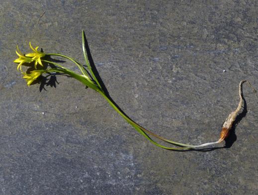 Gagea minima (L.) Ker Gawl. Višegodišnja zeljasta biljka. Lukovica jajasta, dugačka 6-13 mm, prati je veći broj sitnih bezlisnih ili jednolisnih bočnih lukovica.