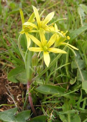 Gagea arvensis (Pers.) Dumort Višegodišnja biljka, visoka 6-20 cm. Lukovicu katkad prati veći broj manjih bočnih lukovica.