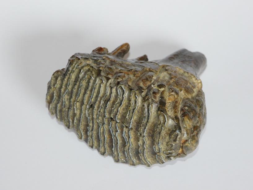 Slika 1. Zub (kutnjak) mamuta. Vidljivo je potpuno očuvanje zuba. Iz zbirke Hrvatskog prirodoslovnog muzeja.