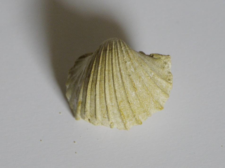 Kalupi su također vrlo čest način fosilizacije, kada se fosil (najčešće ljuštura, na primjer školjke (slika 3.