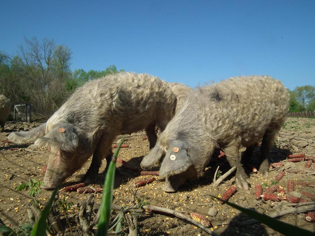 Turopoljska svinja Uzgojni program Uvođenjem mjera i naredbe o zabrani držanja svinja na ekstenzivan način zbog svinjske kuge - utjecaj na