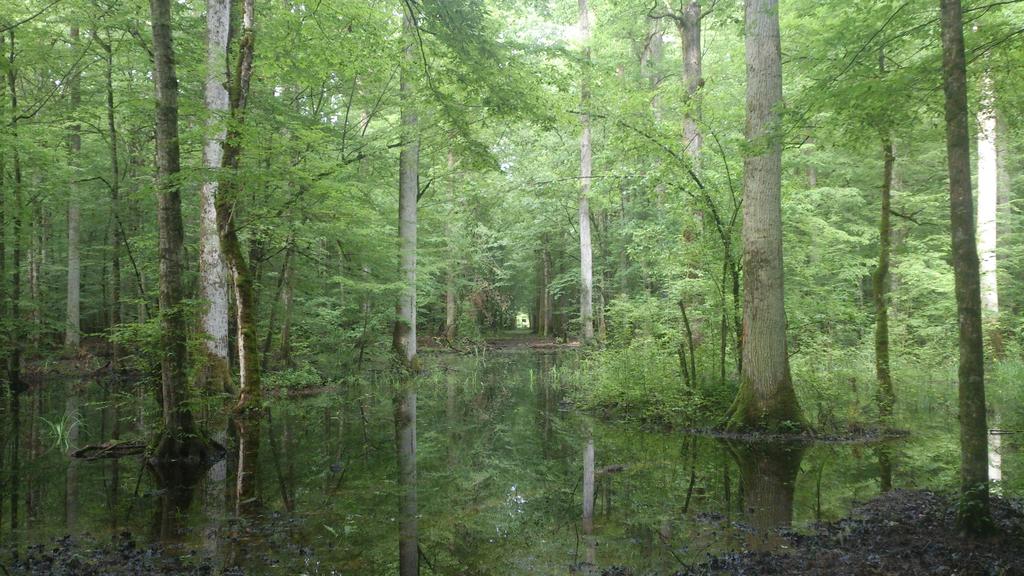 Najveći kompleks očuvanih nizinskih poplavnih šuma u Europi nizinske poplavne šume oblikuju staništa i krajobraz te se u tim šumama razvijaju neke specifične vrste prilagođene poplavama - jedna od