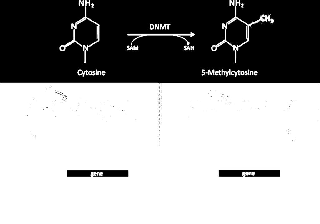 methy-cpg-binding protein) pa je nedostupan