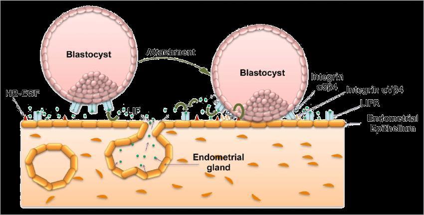 Slika 5. Ekspresija LIF liganda i receptora na endometriju i blastocisti. (Preuzeto iz (55)) PTGS-2 ( engl. prostaglandin-endoperoxide synthase 2 ) gen kodira za enzim COX-2 (Tablica 1).