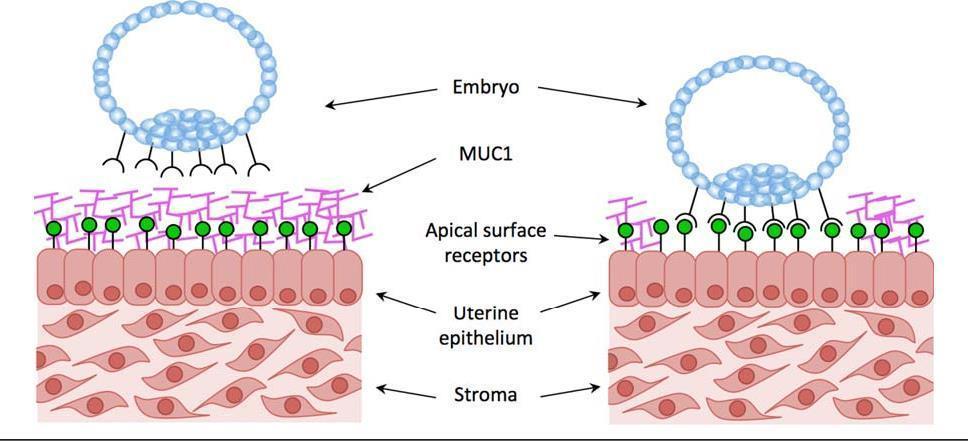zametka na epitelne stanice maternice. Upravo zbog ovih razloga, ekspresija gena MUC-1 tijekom prozora implantacije treba biti snižena.