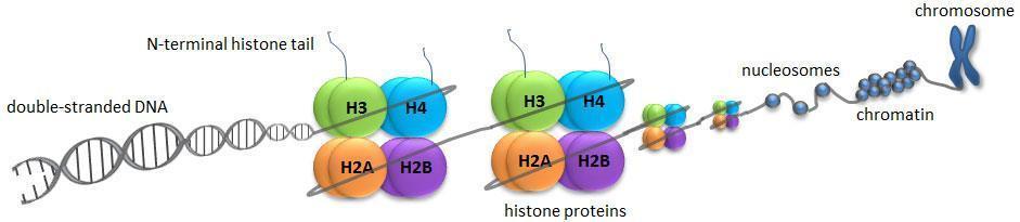 Histoni podliježu raznim posttranslacijskim modifikacijama koje mijenjaju njihovu interakciju s molekulama DNA i jezgrinim proteinima poput acetilacije, deacetilacije, metilacije i fosforilacije.