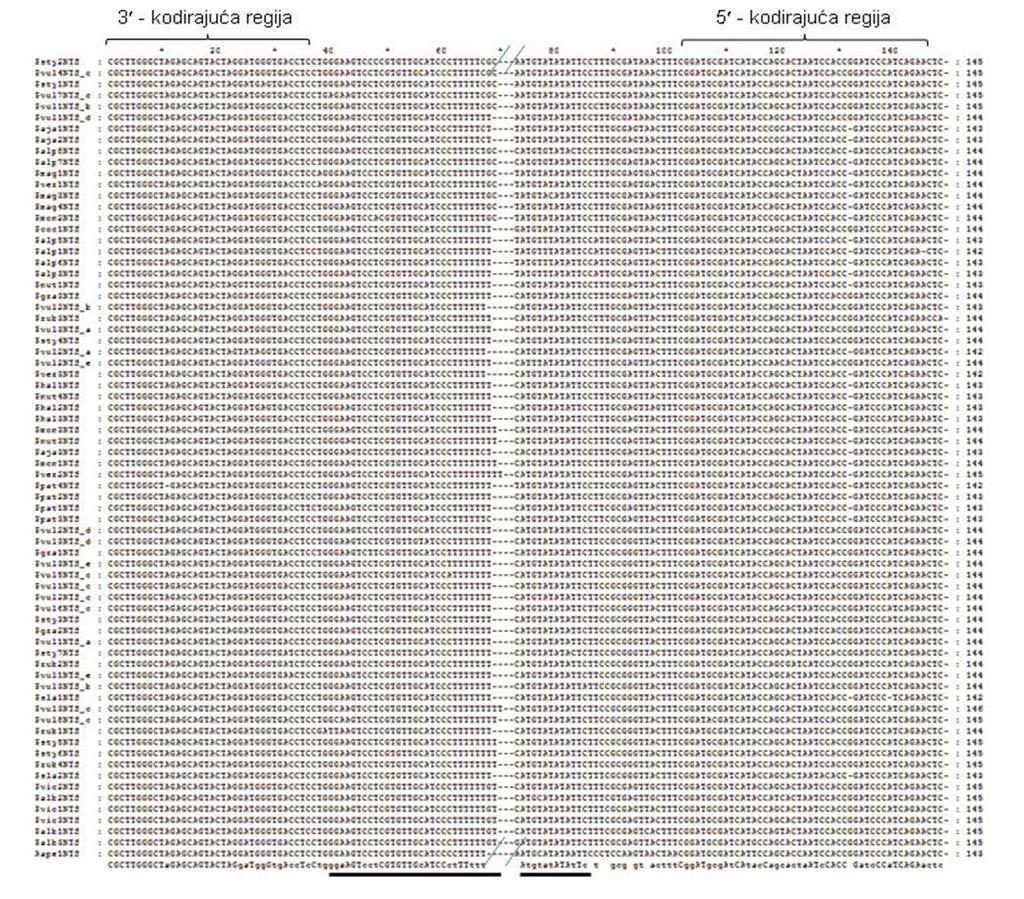 Slika 3. Sravnjene sekvence kodirajućih regija 5S rdna (označeno na slici).