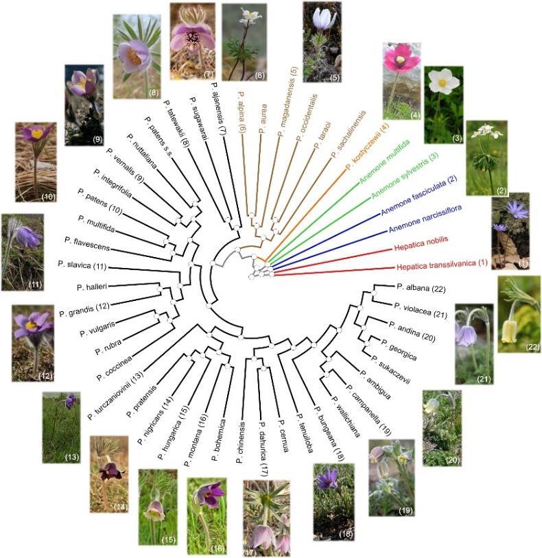 Slika 1. Filogenetetski odnos između vrsta iz roda Pulsatilla. Preuzeto iz rada Sramkó i sur. (2019.).