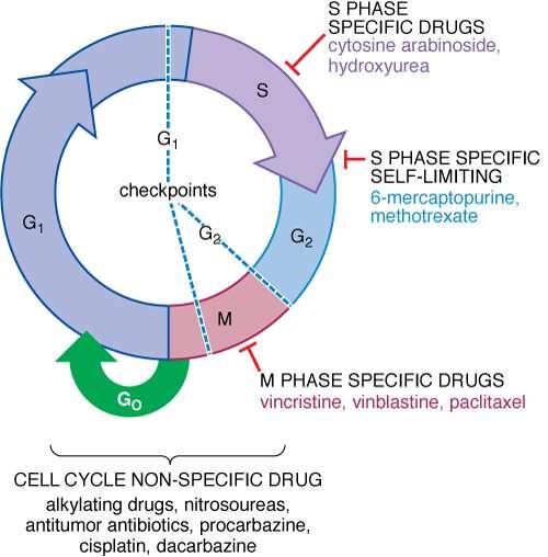 LIJEKOVI I STANIČNI CIKLUS Lijekovi vezani za fazu staničnog ciklusa liječenje nesolidnih tumora (leukemije, limfomi.