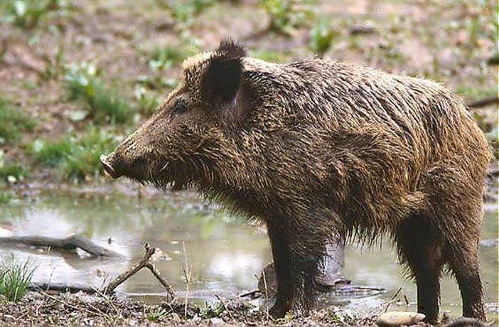 Slika 1. Divlja svinja (preuzeto s UniProt 2015) Prema trenutno važećem Zakonu o lovu (1994) i Pravilniku o lovostaji (1999), divlje svinje pripadaju u skupinu lovostajem zaštićene divljači.