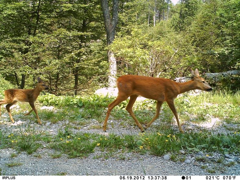 1.2.4. Srna (Capreolus capreolus) Spolni dimorfizam srna oznaĉen je prisutnošću rogova kod muţjaka (srnjak) (Slika 7.), dok ih ţenka (srna) nema (Slika 8.). Ovisno o kvaliteti ţivotne sredine i gustoći populacije teţina srna varira od manjih 25 kg do 35 kg (Cortay i sur.