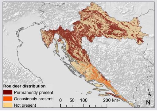 Srna pripada podredu preţivaĉa te je kao takva iskljuĉivo biljoţder, u ĉijoj su prehrani prisutne biljke visoke energetske vrijednosti (Cortay i sur. 2007).