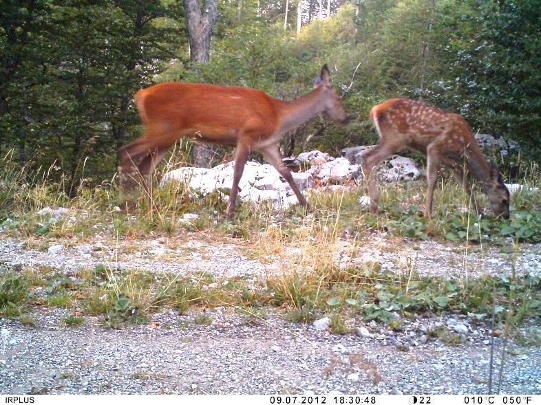 1.2.5. Jelen (Cervus elaphus) Muţjaci jelena (Slika 10.) imaju rogove te odrasli mogu dostići teţinu od 200 kg, dok ţenke (košuta) (Slika 11.