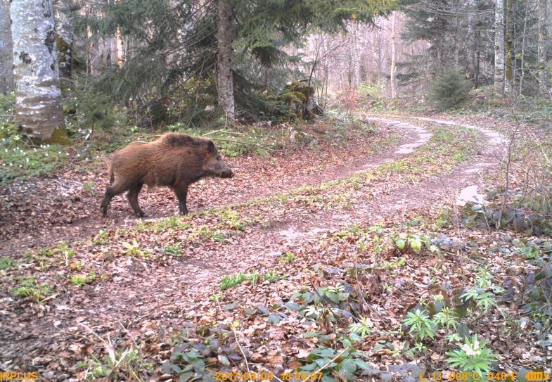 U proljeće je dlaka divlje svinje kratka i svijetla, za razliku od jeseni kada je dlaka prekrivena dugim ĉekinjama te time osigurava taman i gust izolacijski pokrov