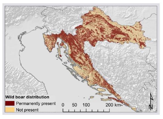 kako je na teritoriju Hrvatske sveukupno rasprostranjeno 18 200 jedinki divljih svinja (Kusak i