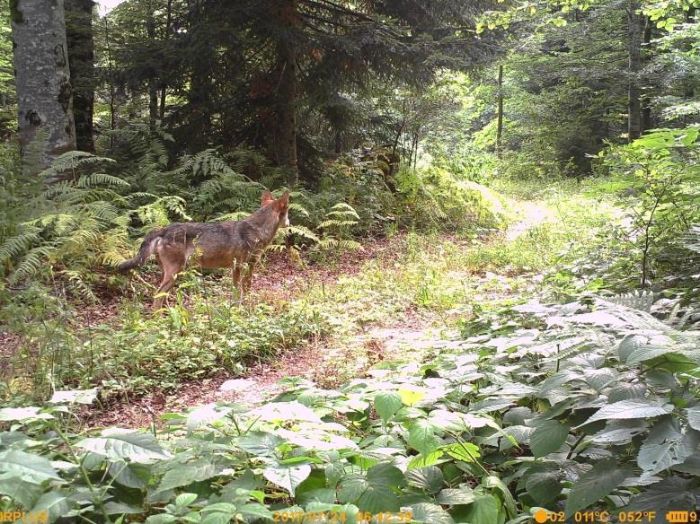 Slika 1. Odnos velikih zvijeri i velikih biljoţdera prikazan pomoću prehrambene piramide (Izvor: Kryštufek 2000) 1.2.1. Vuk (Canis lupus) Unutar porodice pasa (Canidae) vuk je zbog svoje duljine, visine i mase tijela svrstan u najveće pripadnike navedene porodice (Jeremić i sur.