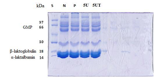 Slika 14. SDS-PAGE gel netretiranih i tretiranih uzoraka (standard (S), nativna sirutka (N), pasterizirana sirutka (P), 5U, 5UT) Slika 15.