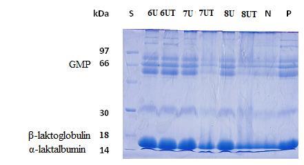 i pasteriziranu sirutku, te uzorke 5U i 5UT. Uzorak nativne sirutke pokazuje pikove oko 1000 μm što ukazuje na prisutnost proteina sirutke, odnosno α-laktalbumina.