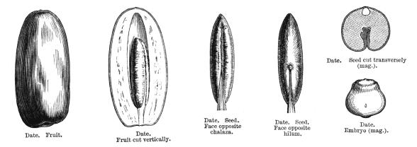 Phoenix dactylifera - datulja - dvodomna (od