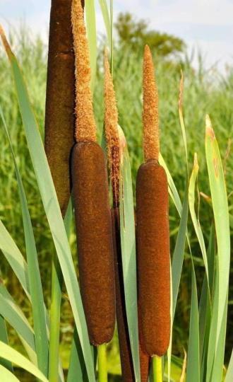 Mayacaceae, Rapateaceae, Xyridaceae (incl.