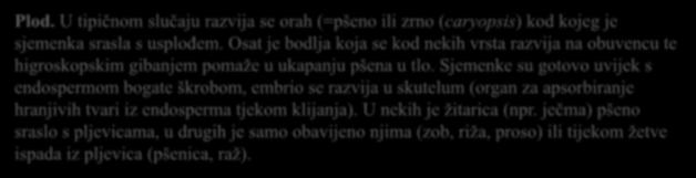 Plod. U tipičnom slučaju razvija se orah (=pšeno ili zrno (caryopsis) kod kojeg je sjemenka srasla s usplođem.