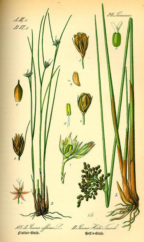 Juncus (plodnica