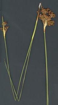 Juncus