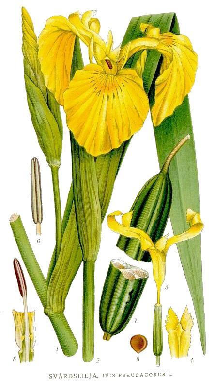 Por: Iridaceae - perunike Veličina. oko 1800 vrsta u 92 roda. Rasprostranjenost. gotovo kozmopolitska Cvjetovi. aktinomorfni do zigomorfni (Gladiolus), 3-merni, obično tetraciklički.