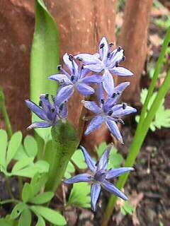 procjepak Hyacinthus - zumbul