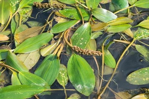 Lemna trisulca - podvodna leća