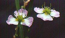 Potamogetonaceae,