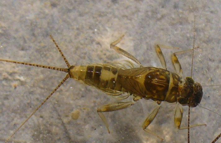 Indikatori ĉistih voda bogatih kisikom (pokazatelj I klase boniteta) su većina vrsta iz skupine Plecoptera te rod Rhitrogena iz skupine Ephemeroptera.