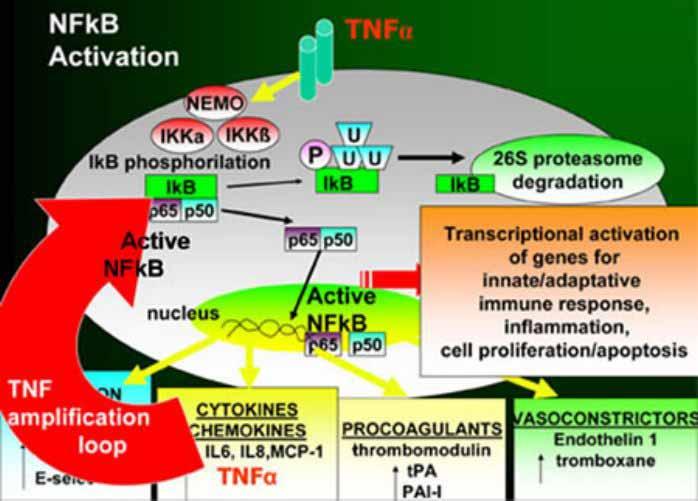 Inflamatorni mehanizmi u glomerulu u u IgA nefropatiji, i, SLE, vaskulitisu, u,