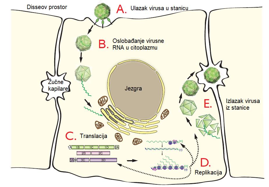 Slika 5. Replikativini ciklusa virusa HAV (preuzeto i prilagođeno prema Hollinger i Martin, 2013). 1.1.4.