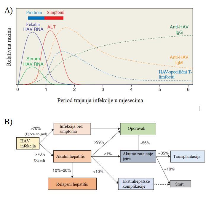 Kliničke manifestacije infekcije variraju i prvenstveno ovise o dobi i zdravlju jetre (Slika 6b).