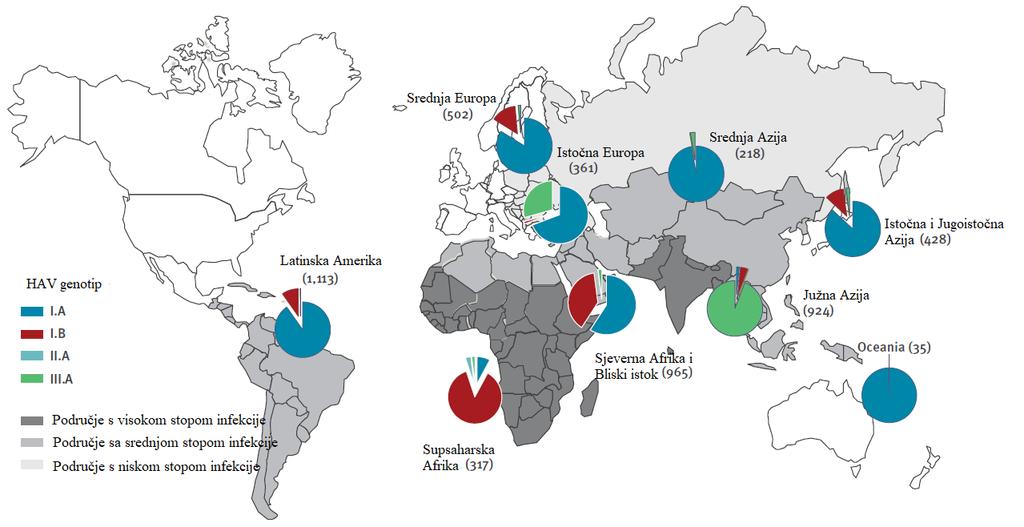 1.1.5. Epidemiologija virusa hepatitisa A Virus HAV je najčešći uzročnik akutne zaraze jetre u svijetu. Prirodni rezervoari virusa su isključivo ljudi i primati (Hollinger i Martin, 2013).