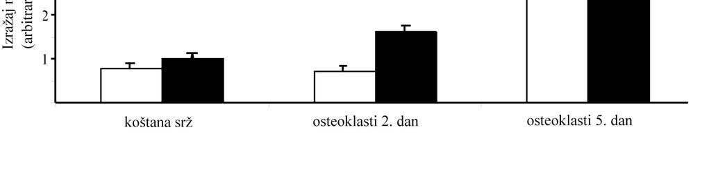 Slika 21. Izražaj mrna za IL-7 u osteoklastnim staničnim kulturama miševa s transgenom za IL-7 i miševa divljeg tipa. Izražaj IL-7 mrna povećava se usporedno s povećanjem diferencijacije osteoklasta.