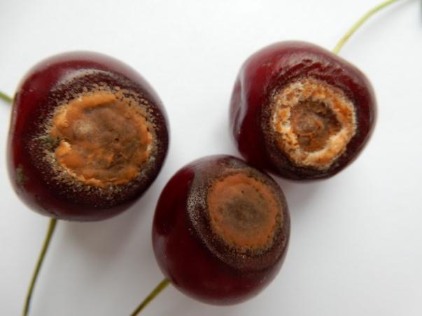 rot of apple; Antracnose fruit rot (Ripe rot) of blueberry) Горка трулеж плода и ацервуле у оквиру трулежи које ослобађају