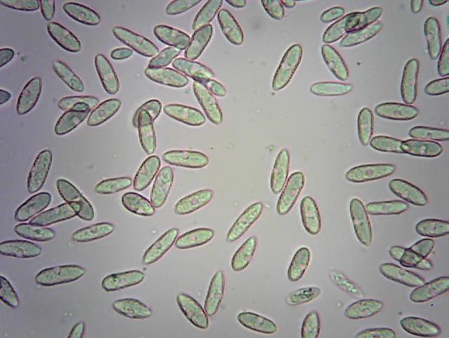 Једноћелијске, безбојне конидије Colletotrichum sp.