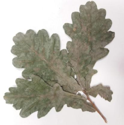 Телеоморф: Microsphaera alphitoides Анаморф: Oidium quercinum Проузроковач пепелнице храста (Oak powdery mildew) Дихотомо разгранат апендицес Хазмотеција Мицелијска превлака на листу храста (лево) и