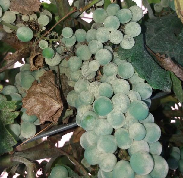 винове лозе (Powdery mildew of grapevine) Мицелијска превлака на