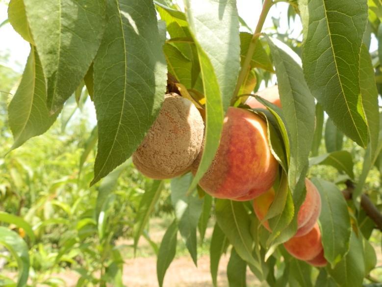 Талус: септирана, вишећелијска мицелија. Бесполна репродукција: конидије се формирају у низовима од по 30, бластично, тако даје најмлађа конидија у основи низа.